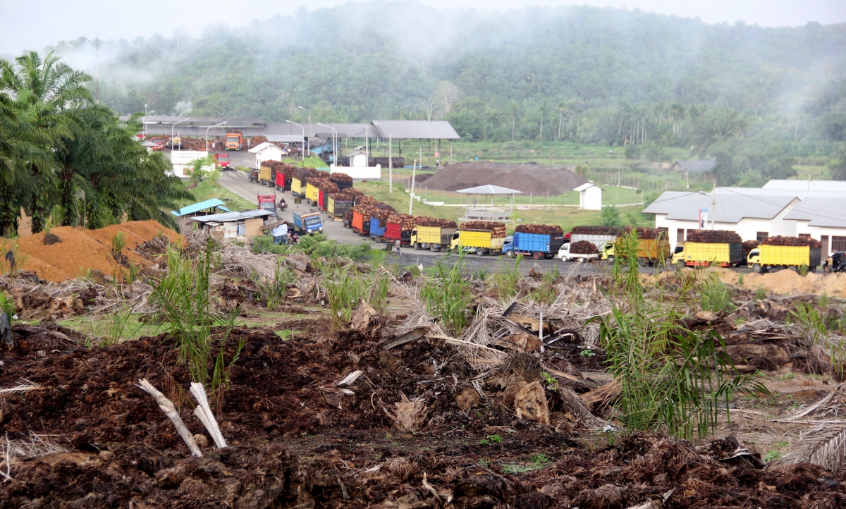 Trucks at a palm crude oil mill, Sumatra. (Photo: Etienne Turpin and Anna-Sophie Springer)